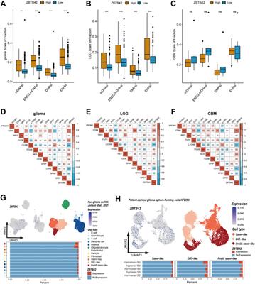 Frontiers | Transcription Factor ZBTB42 Is A Novel Prognostic Factor ...